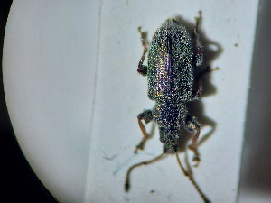  ( - ABOL-BIOBLITZ23-DR085)  @11 [ ] Unspecified (default): All Rights Reserved (2024) Dominik Rabl Unspecified