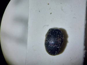 ( - ABOL-BIOBLITZ23-DR091)  @11 [ ] Unspecified (default): All Rights Reserved (2024) Dominik Rabl Unspecified