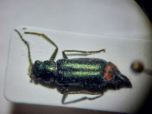 ( - ABOL-BIOBLITZ23-DR106)  @11 [ ] Unspecified (default): All Rights Reserved (2024) Dominik Rabl Unspecified