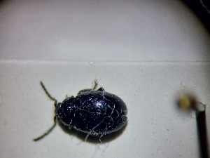  ( - ABOL-BIOBLITZ23-DR121)  @11 [ ] Unspecified (default): All Rights Reserved (2024) Dominik Rabl Unspecified