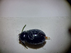  ( - ABOL-BIOBLITZ23-DR123)  @11 [ ] Unspecified (default): All Rights Reserved (2024) Dominik Rabl Unspecified
