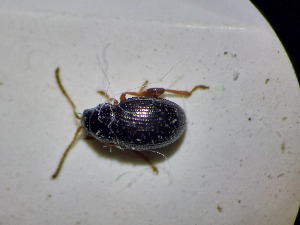  ( - ABOL-BIOBLITZ23-DR124)  @11 [ ] Unspecified (default): All Rights Reserved (2024) Dominik Rabl Unspecified