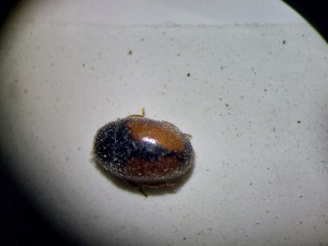  ( - ABOL-BIOBLITZ23-DR125)  @11 [ ] Unspecified (default): All Rights Reserved (2024) Dominik Rabl Unspecified