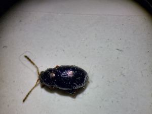  ( - ABOL-BIOBLITZ23-DR129)  @11 [ ] Unspecified (default): All Rights Reserved (2024) Dominik Rabl Unspecified