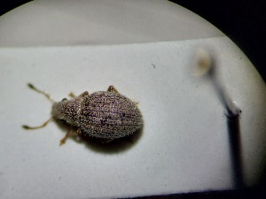  ( - ABOL-BIOBLITZ23-DR173)  @11 [ ] Unspecified (default): All Rights Reserved (2024) Dominik Rabl Unspecified