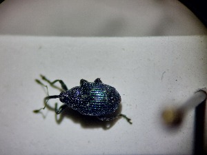  ( - ABOL-BIOBLITZ23-DR179)  @11 [ ] Unspecified (default): All Rights Reserved (2024) Dominik Rabl Unspecified