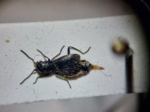  ( - ABOL-BIOBLITZ23-DR182)  @11 [ ] Unspecified (default): All Rights Reserved (2024) Dominik Rabl Unspecified