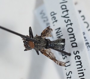  ( - ABOL-BioBlitz-2022-Szucsich-0068)  @11 [ ] Unspecified (default): All Rights Reserved (2025) Naturhistorisches Museum Wien Unspecified