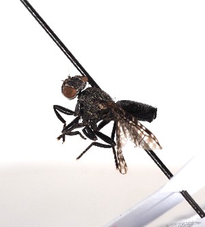  ( - ABOL-BioBlitz-2022-Szucsich-0068)  @11 [ ] Unspecified (default): All Rights Reserved (2025) Naturhistorisches Museum Wien Unspecified