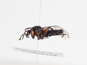  ( - ABOL-BioBlitz-2022-Szucsich-0145)  @11 [ ] Unspecified (default): All Rights Reserved (2025) Naturhistorisches Museum Wien Unspecified