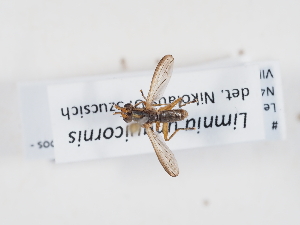  ( - ABOL-BioBlitz-2022-Szucsich-0203)  @11 [ ] Unspecified (default): All Rights Reserved (2025) Naturhistorisches Museum Wien Unspecified