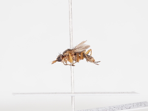  ( - ABOL-BioBlitz-2022-Szucsich-0203)  @11 [ ] Unspecified (default): All Rights Reserved (2025) Naturhistorisches Museum Wien Unspecified