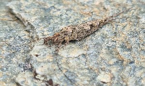  ( - ABOL-BioBlitz-2023-HoTau-Szucsich-0096)  @11 [ ] Unspecified (default): All Rights Reserved (2023) Natural history museum Vienna Unspecified