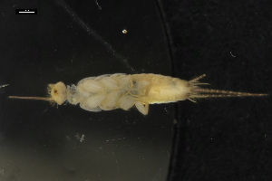  ( - ABOL-BioBlitz-2023-IC-Szucsich-0002)  @11 [ ] Unspecified (default): All Rights Reserved (2023) Natural history museum Vienna Unspecified