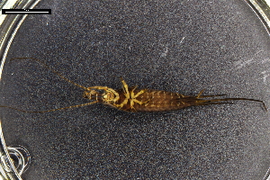  ( - ABOL-BioBlitz-2023-IC-Szucsich-0003)  @11 [ ] Unspecified (default): All Rights Reserved (2023) Natural history museum Vienna Unspecified