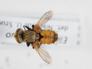  ( - ABOL-BioBlitz-2023-IC-Szucsich-0019)  @11 [ ] Unspecified (default): All Rights Reserved (2025) Naturhistorisches Museum Wien Unspecified