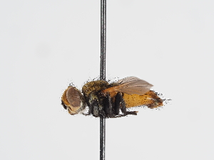  ( - ABOL-BioBlitz-2023-IC-Szucsich-0019)  @11 [ ] Unspecified (default): All Rights Reserved (2025) Naturhistorisches Museum Wien Unspecified