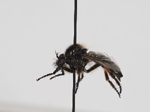  ( - ABOL-BioBlitz-2023-Nock-Szucsich-0047)  @11 [ ] CC-BY (2024) Naturhistorisches Museum Wien Naturhistorisches Museum Wien