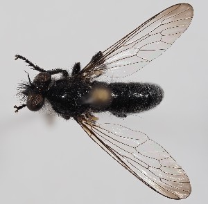  ( - ABOL-BioBlitz-2023-Nock-Szucsich-0052)  @11 [ ] CC-BY (2024) Naturhistorisches Museum Wien Naturhistorisches Museum Wien