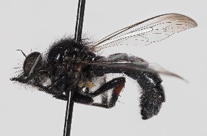  ( - ABOL-BioBlitz-2023-Nock-Szucsich-0052)  @11 [ ] CC-BY (2024) Naturhistorisches Museum Wien Naturhistorisches Museum Wien