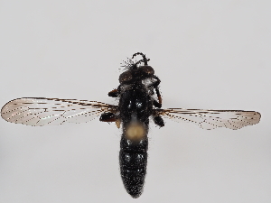  ( - ABOL-BioBlitz-2023-Nock-Szucsich-0053)  @11 [ ] CC-BY (2024) Naturhistorisches Museum Wien Naturhistorisches Museum Wien