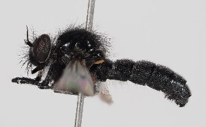  ( - ABOL-BioBlitz-2023-Nock-Szucsich-0053)  @11 [ ] CC-BY (2024) Naturhistorisches Museum Wien Naturhistorisches Museum Wien