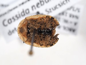  ( - ABOL-BioBlitz-2023-Szucsich-0014)  @11 [ ] Unspecified (default): All Rights Reserved (2023) Natural history museum Vienna Unspecified