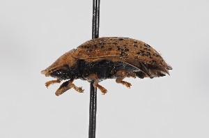  ( - ABOL-BioBlitz-2023-Szucsich-0014)  @11 [ ] Unspecified (default): All Rights Reserved (2023) Natural history museum Vienna Unspecified