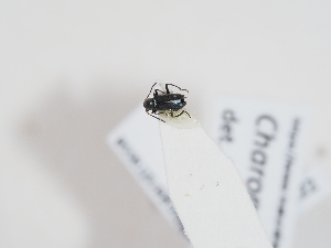 (Charopus concolor - ABOL-BioBlitz-2023-Szucsich-0022)  @11 [ ] Unspecified (default): All Rights Reserved (2025) Naturhistorisches Museum Wien Unspecified