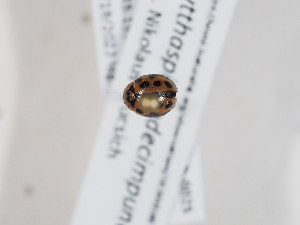  ( - ABOL-BioBlitz-2023-Szucsich-0025)  @11 [ ] Unspecified (default): All Rights Reserved (2025) Naturhistorisches Museum Wien Unspecified