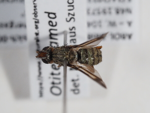  ( - ABOL-BioBlitz-2023-Szucsich-0032)  @11 [ ] Unspecified (default): All Rights Reserved (2023) Natural history museum Vienna Unspecified
