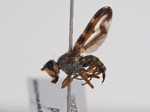  ( - ABOL-BioBlitz-2023-Szucsich-0032)  @11 [ ] Unspecified (default): All Rights Reserved (2023) Natural history museum Vienna Unspecified