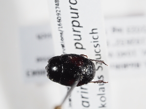  ( - ABOL-BioBlitz-2023-Szucsich-0043)  @11 [ ] Unspecified (default): All Rights Reserved (2023) Natural history museum Vienna Unspecified