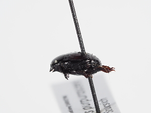  ( - ABOL-BioBlitz-2023-Szucsich-0043)  @11 [ ] Unspecified (default): All Rights Reserved (2023) Natural history museum Vienna Unspecified