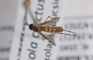  ( - ABOL-BioBlitz-2023-IC-Szucsich-0049)  @11 [ ] Unspecified (default): All Rights Reserved (2024) Natural history museum Vienna Natural history museum Vienna