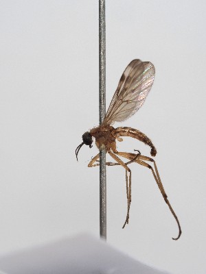  ( - ABOL-BioBlitz-2023-IC-Szucsich-0049)  @11 [ ] Unspecified (default): All Rights Reserved (2024) Natural history museum Vienna Natural history museum Vienna