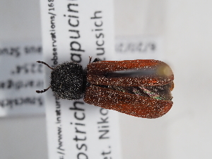  ( - ABOL-BioBlitz-2023-Szucsich-0051)  @11 [ ] Unspecified (default): All Rights Reserved (2023) Natural history museum Vienna Unspecified