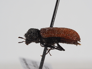  ( - ABOL-BioBlitz-2023-Szucsich-0051)  @11 [ ] Unspecified (default): All Rights Reserved (2023) Natural history museum Vienna Unspecified