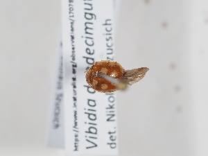  ( - ABOL-BioBlitz-2023-Szucsich-0056)  @11 [ ] Unspecified (default): All Rights Reserved (2025) Naturhistorisches Museum Wien Unspecified