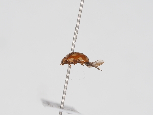  ( - ABOL-BioBlitz-2023-Szucsich-0056)  @11 [ ] Unspecified (default): All Rights Reserved (2025) Naturhistorisches Museum Wien Unspecified