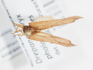  ( - ABOL-BioBlitz-2023-Szucsich-0059)  @11 [ ] Unspecified (default): All Rights Reserved (2023) Natural history museum Vienna Unspecified