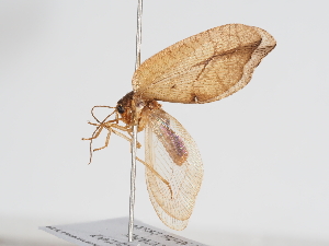  ( - ABOL-BioBlitz-2023-Szucsich-0059)  @11 [ ] Unspecified (default): All Rights Reserved (2023) Natural history museum Vienna Unspecified