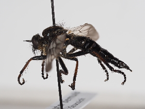  (Stilpnogaster - ABOL-BioBlitz-2023-Szucsich-0068)  @11 [ ] Unspecified (default): All Rights Reserved (2023) Natural history museum Vienna Unspecified