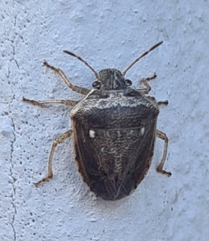  ( - ABOL-BioBlitz-2023-Szucsich-0075)  @11 [ ] Unspecified (default): All Rights Reserved (2024) Nikola Szucsich Unspecified