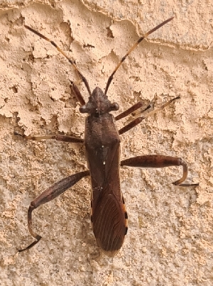  ( - ABOL-BioBlitz-2023-Szucsich-0079)  @11 [ ] Unspecified (default): All Rights Reserved (2024) Nikola Szucsich Unspecified