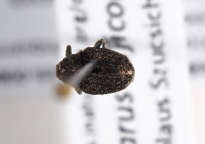  ( - ABOL-BioBlitz-2023-Szucsich-0086)  @11 [ ] Unspecified (default): All Rights Reserved (2023) Natural history museum Vienna Unspecified