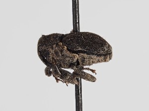  ( - ABOL-BioBlitz-2023-Szucsich-0086)  @11 [ ] Unspecified (default): All Rights Reserved (2023) Natural history museum Vienna Unspecified