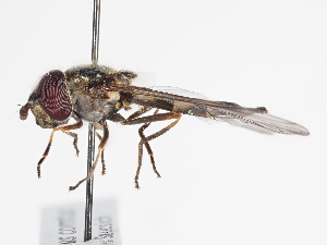  ( - ABOL-24-1861)  @11 [ ] Unspecified (default): All Rights Reserved (2024) Natural history museum Vienna Unspecified
