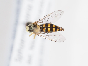  (Sphaerophoria loewii - ABOL-BioBlitz-2024-Szucsich-HT-0007)  @11 [ ] CC-BY (2025) Naturhistorisches Museum Wien Unspecified