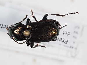  ( - ABOL-BioBlitz-2024-Szucsich-IC-0094)  @11 [ ] Unspecified (default): All Rights Reserved (2025) Naturhistorisches Museum Wien Unspecified